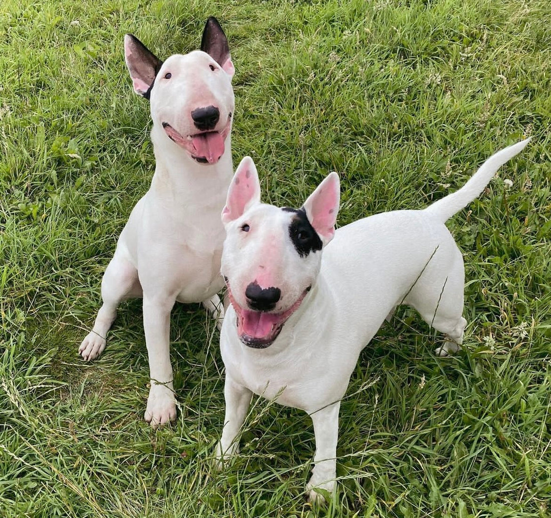 World Dog Day
